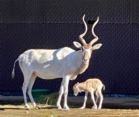 Rare Species of African Antelope Born at Disneys Animal Kingdom Lodge