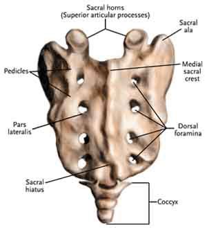 ABC Radiology Blog: sacrum and coccyx