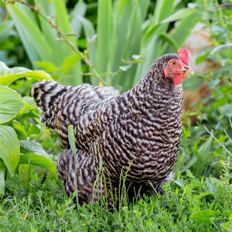 23 Fun Facts About The Plymouth Rock Chicken Farmhouse, 47% OFF