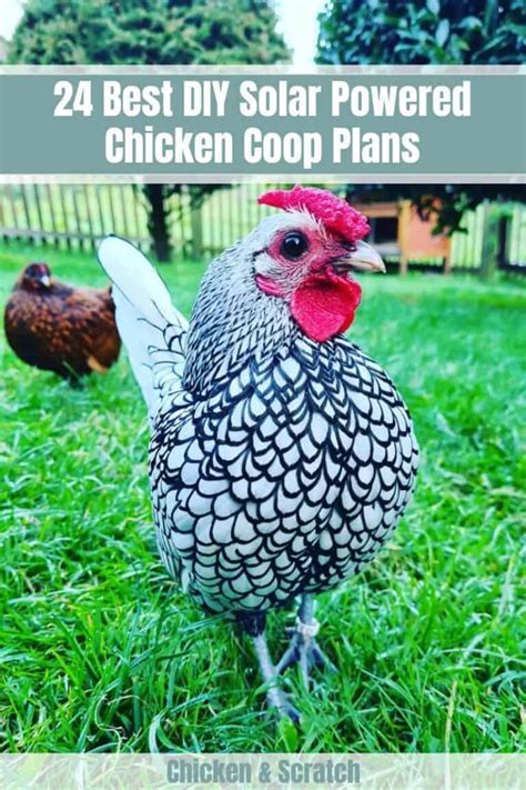 Sebright Chicken: Eggs, Height, Size and Raising Tips