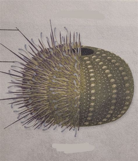 anatomy of sea urchin Diagram | Quizlet