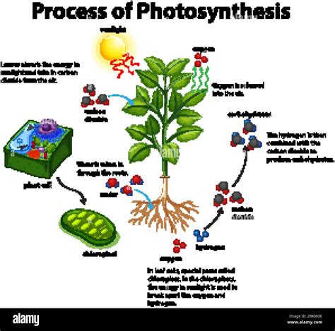 Plant Photosynthesis Steps