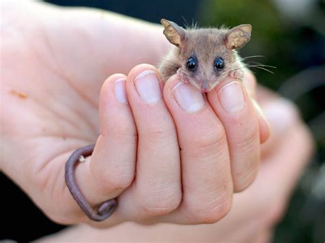 Hello possums! - Bush Heritage Australia