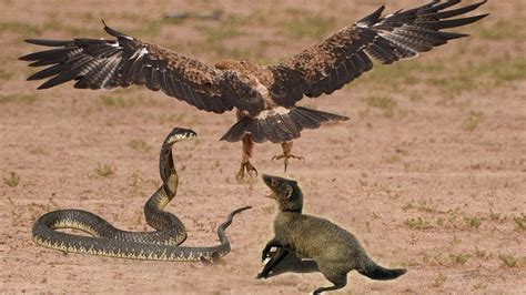 Eagle DɪᴇԀ Tragically When Trying To Hunt The Most Venomous Snake - News Daily