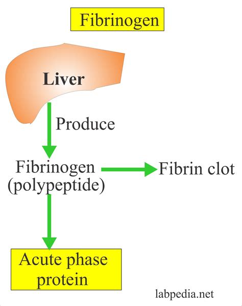 Fibrinogen (Factor I), Afibrinogenemia, Dysfibrogenemia – Labpedia.net