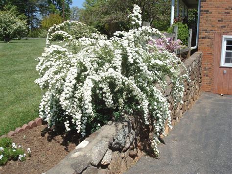 Golden Bridal Wreath Spirea