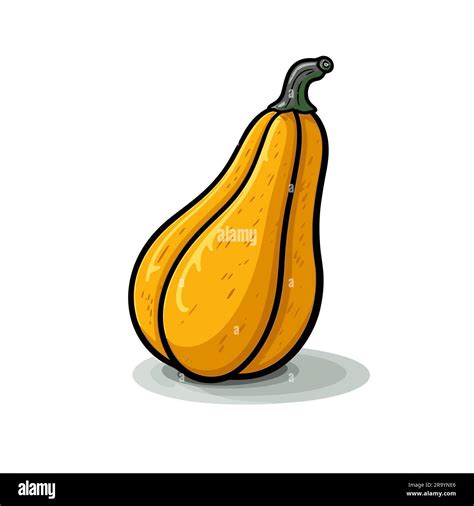 Squash. Squash hand-drawn illustration. Vector doodle style cartoon ...