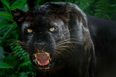 5 Fascinating Black Animals You Need To Know About