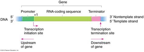 About promoter and terminator regions in DNA for transcription. : r/molecularbiology