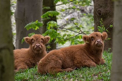 Pollok Country Park | Young highland cattle seen amongst the… | Flickr