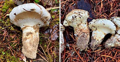 two pictures of mushrooms on the ground and one has been left out for them to eat