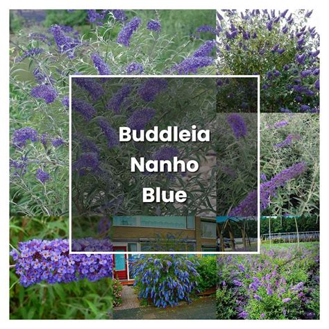 How to Grow Buddleia Nanho Blue - Plant Care & Tips | NorwichGardener