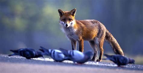 Fox among the pigeons #FoxyFeb | Fox diet, Fox, Red fox diet