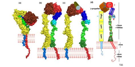 12 | Integrin domain structure. Integrins are transmembrane... | Download Scientific Diagram