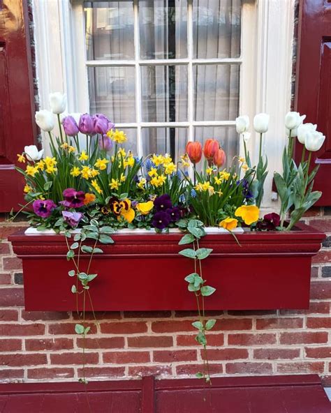 29 Window Box Flower Ideas (With Photos of Inspiring Plantings ...