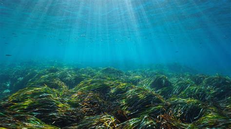 Posidonia meadows : An essential seagrass for marine life