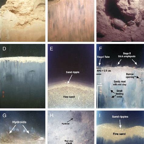 (PDF) Response of Benthic Infauna and Epifauna to Ocean Disposal of Red ...