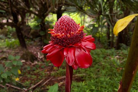 How to Grow and Care for Flowering Ginger