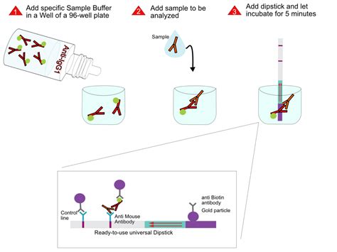 Mouse Antibody Isotype Detection - overview Milenia Biotec