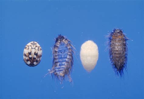 8 Pics Carpet Beetle Eggs Pictures And View - Alqu Blog