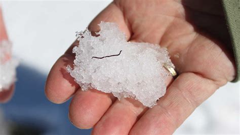 Ice Worms Are Real : Short Wave : NPR