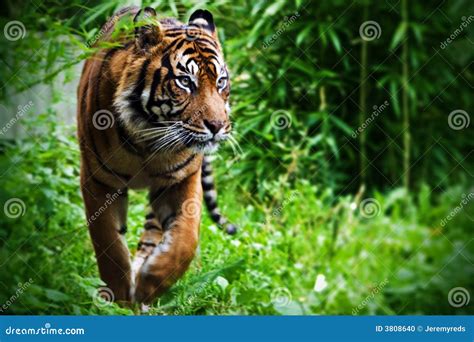 Hunting Tiger Stock Photography | CartoonDealer.com #3808640