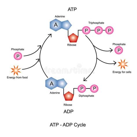 The Atp and Adp Cycle Diagram: A Visual Explanation