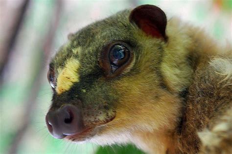 Flying Lemur (Cynocephalus volans) | Flying lemur, Animal species, Lemur