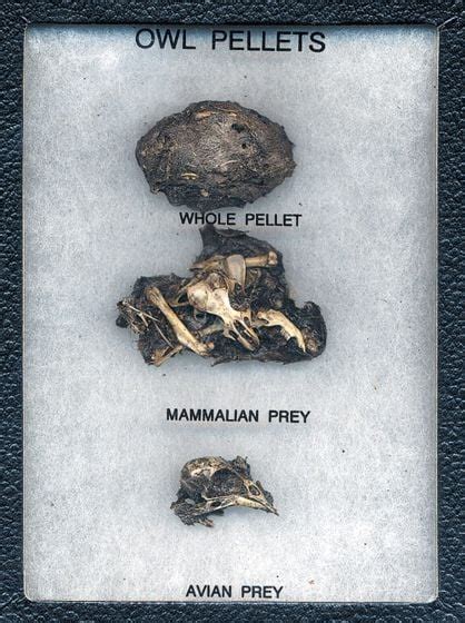 Owl Pellet Dissection Display