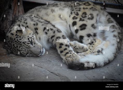 Baby Snow Leopards Sleeping