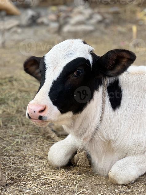 calf on the farm. Inside the farm is a cute baby cow 14326311 Stock Photo at Vecteezy