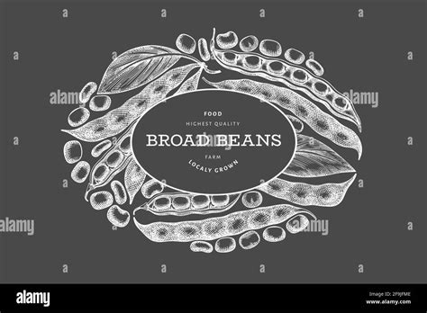 Hand drawn broad beans design template. Organic fresh food vector illustration on chalk board ...