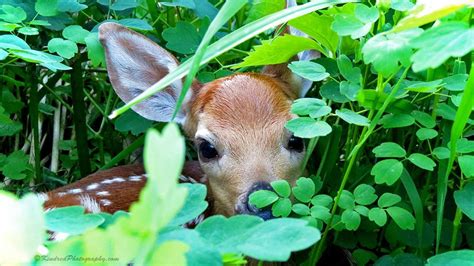 Found a baby deer while walking in the woods | Baby deer, Animals beautiful, Walk in the woods