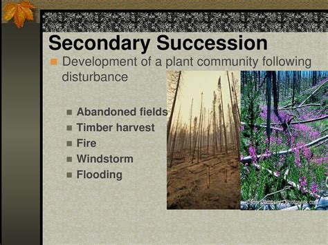 Ecological Succession - ppt download