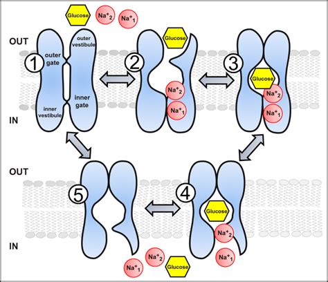 Glucose Sodium Cotransporter Diagram