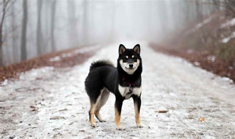 Black And Tan Shiba Inu Puppy | PETSIDI