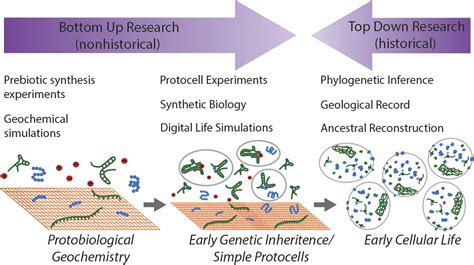 Scientists Outline A New Strategy For Understanding The Origin Of Life - Astrobiology