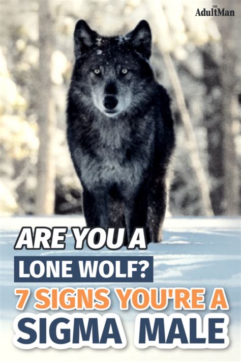 Understanding the Lone Wolf: Are You a Sigma Male? | Sigma male, Alpha male traits, Alpha male ...