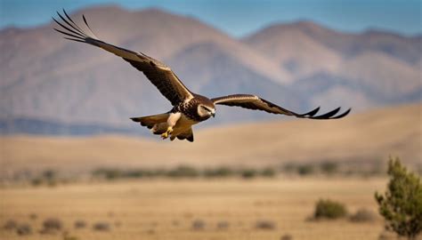 The Incredible Journey of the Swainson’s Hawk: Unraveling the Mysteries ...