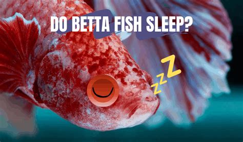 Do Betta Fish Sleep? How, When & Why They Rest (Explained)