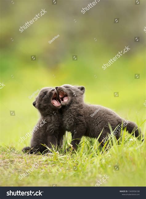 1,575 Arctic Fox Cub Images, Stock Photos & Vectors | Shutterstock