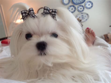 a small white dog with black bows on it's head sitting on a bed