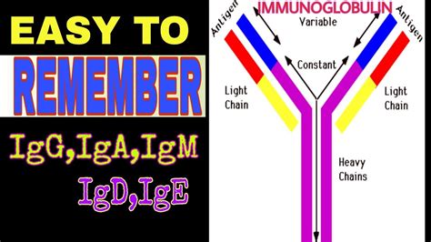 Antibody structure and function | Immunoglobulins | IgG IgA IgM IgD IgE? | Antibodies | - YouTube