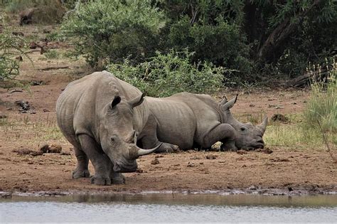 white rhino, calf, mother, grazing, young, rhinoceros, baby, animals, background, wallpaper ...