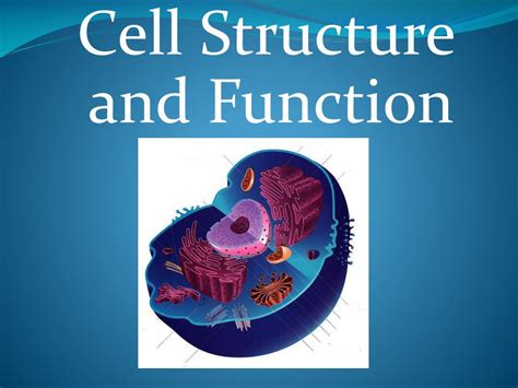 PPT - Cell Structure and Function PowerPoint Presentation, free ...