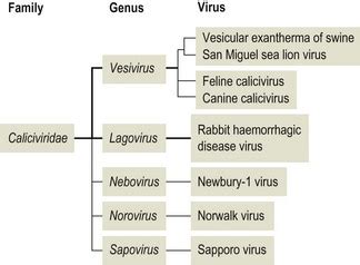 Caliciviridae | Veterian Key