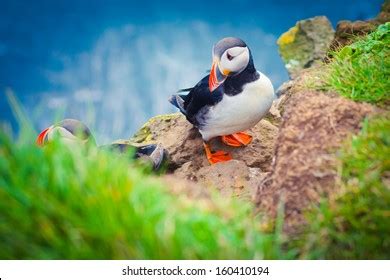 Atlantic Puffin Iceland Stock Photo 160410353 | Shutterstock