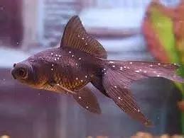 Goldfish Ich Disease (White Spot) Treatments