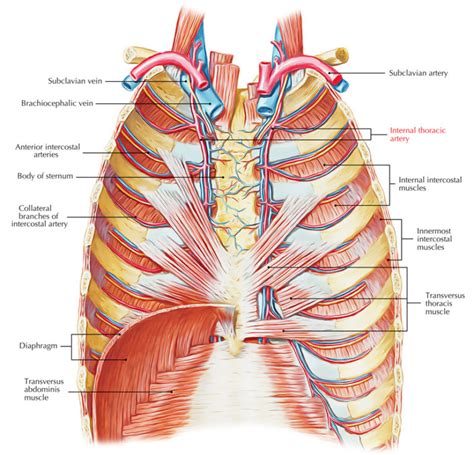 Internal Thoracic Artery – Earth's Lab