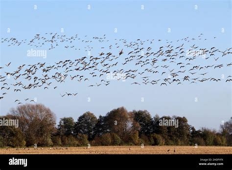 wild geese, bird migration, wild geeses, bird migrations Stock Photo ...